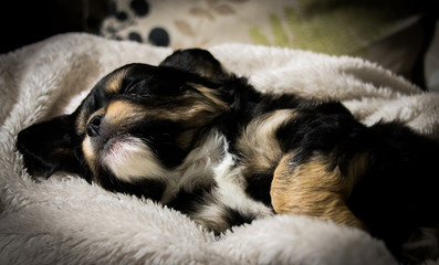 a pretty face of black and beige, a tiny cavalier sleeping safely on his back with ridiculously folded paws and ears spread with a a soft beige blanket -