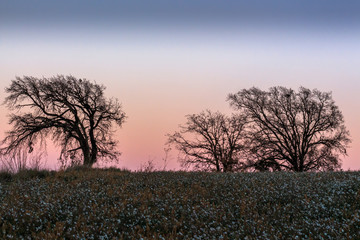 Sunset with trees backlit in the countryside. Armospheric phenomena concept