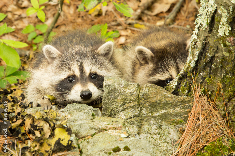 Wall mural two cute racoon kits