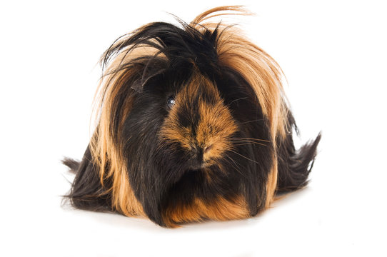 Angora-Meerschweinchen isoliert auf wei&szlig;em Grund