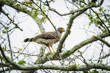Paisajes y haciendas ganaderas en Colombia