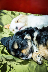 two sweet tiny white and black cavaliera puppies are sleeping close together, hugging each other on a green-black pillow