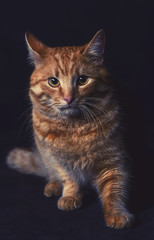 red tabby cat on a black background