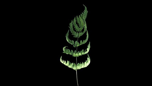 Time-lapse of drying Fern leaves 3a5 in 4K PNG+ format with ALPHA transparency channel isolated on black background
