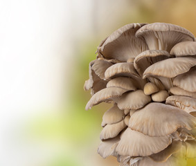 Oyster mushroom on white background