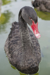 Close up red beak black swan. Black swan swim float on water or pond.