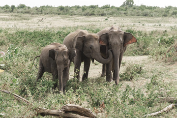Obraz premium Elephants family