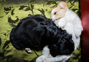 two cavalier puppies white and black play with each other, nibble and fight against the background of a green pillow, close-up