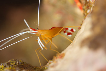 Obraz na płótnie Canvas Cleaner shrimp
