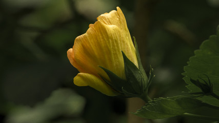 Yellow Blossom in The Garden