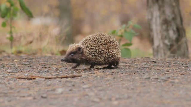 cute hedgehog walking in the autumn park 