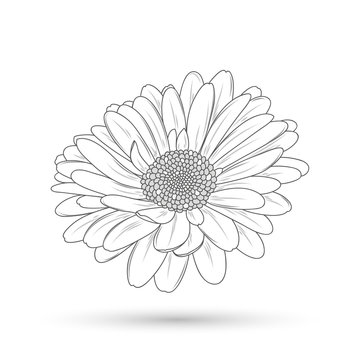 Monochrome Gerbera flower painted by hand. Element for design and creativity.