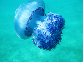Beautiful jellyfish under blue water in the sea in Greece