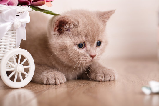 Little playful Scottish kitten playing with flofer of rose. Scottish Straight Cat