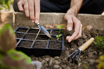 Young farmer working in his garden getting ready for summer season. Man tenderly planting green...