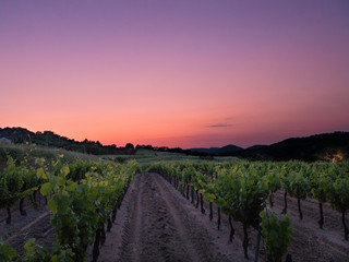 Sunset on vineyard in the south of the France