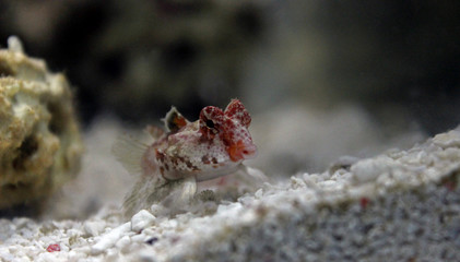 Red Scooter Dragonet (Synchiropus stellatus)