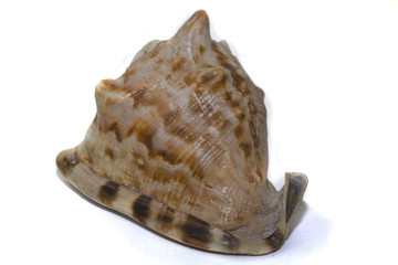 large seashell