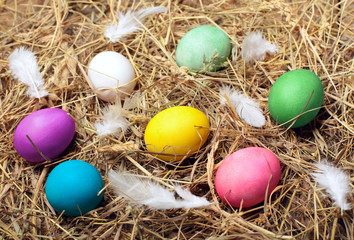 Fototapeta na wymiar Colourful Easter eggs in the nest.Tricolor cat attack nest..Creative Easter background.Selective focus.Chicken eggs.Closeup.Easter greeting cards.Concept of an escaped from egg of young chicken.