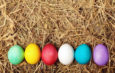 Colourful Easter eggs in the nest.Tricolor cat attack nest..Creative Easter background.Selective focus.Chicken eggs.Closeup.Easter greeting cards.Concept of an escaped from egg of young chicken.