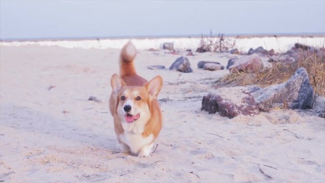 corgi dog play and walk on the beach 