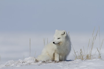 Arctic fox (Vulpes Lagopus) waking up from a nap and staring off into the distance