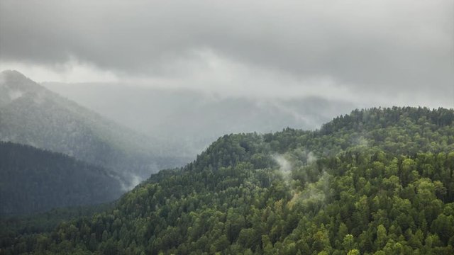 Fog Formation In Conifer Mountain Forest