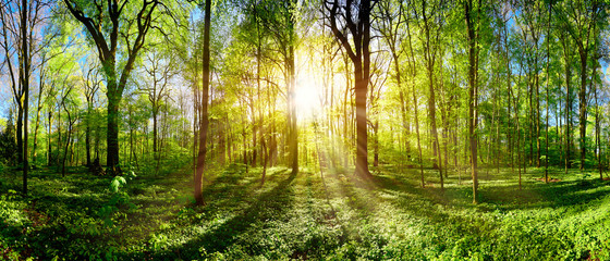 Fototapeta na wymiar Green forest in spring and summer with bright sun shining through the trees