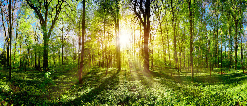 Fototapeta Green forest in spring and summer with bright sun shining through the trees