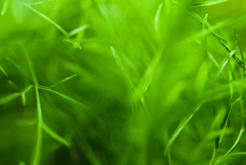 Green Grass Background , Close Up With Selective Focus