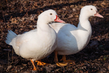 Two white ducks in the autumn garden looking for food.