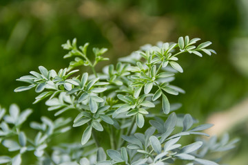 Leaves of the medicinal plant Ruta graveolens with unfocused background