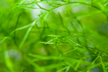 Green Grass Background , Close Up With Selective Focus