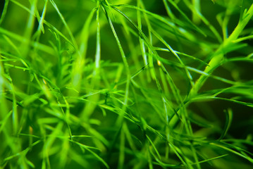 Green Grass Background , Close Up With Selective Focus