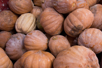Pumpkin fruit for sale at the Fair