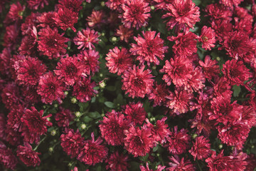 Dew Drops On Flowers