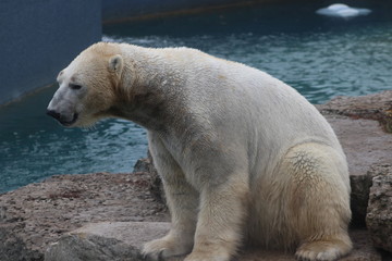 Fototapeta na wymiar polar bear that looks a bit sad conservation is essential for this species