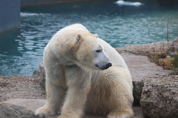 polar bear that looks a bit sad conservation is essential for this species