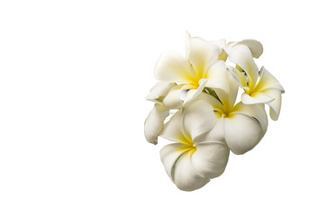white plumeria flowers in group isolated with clipping path