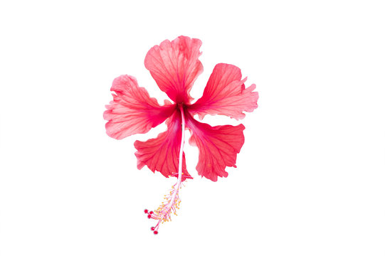 red hibiscus flower in blooming on isolated, white background with clipping path