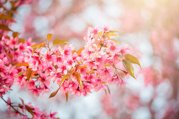 Sakura flower in Japan