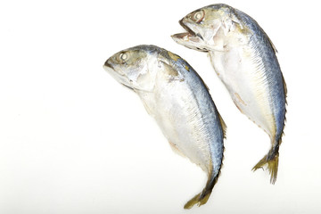 Fresh Mackerel fried isolate on white