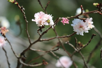 寒桜