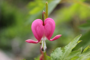 Obraz premium Beautiful bleeding heart blossom