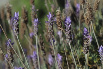 Fototapeta premium Light Lavender background