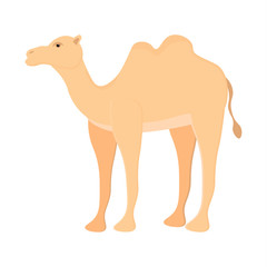 A two-humped camel. Bactrian. Cute