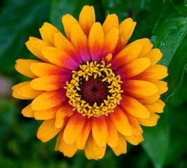 Beautiful Zinnia