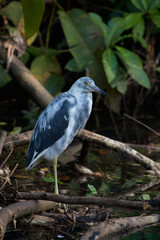 BIRD WATCHING FOR CAYMAN