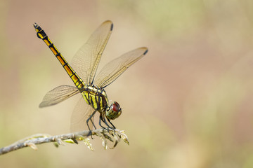 Image of Urothemis Signata dragonflies(female) on the branches on a natural background.