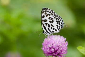 Image of common pierrot butterfly on purple flowers. Insect. Animal (Castalius rosimon rosimon Fabricius, 1775)